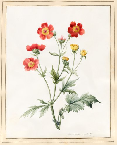 Composite, 1827 by Louise DOrleans